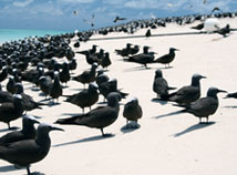 Great Barrier Reef Bird Sanctuary